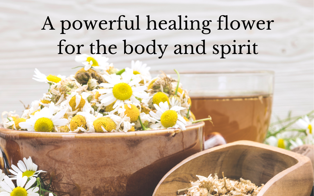 Chamomile: Healing Mind and Spirit